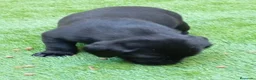 Labrador Retriever perros en venta: Camada de labradores  en Toledo - Anuncio 3