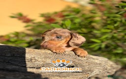 Teckel perros en venta: Teckel Arlequin chocolate - Imagen 1