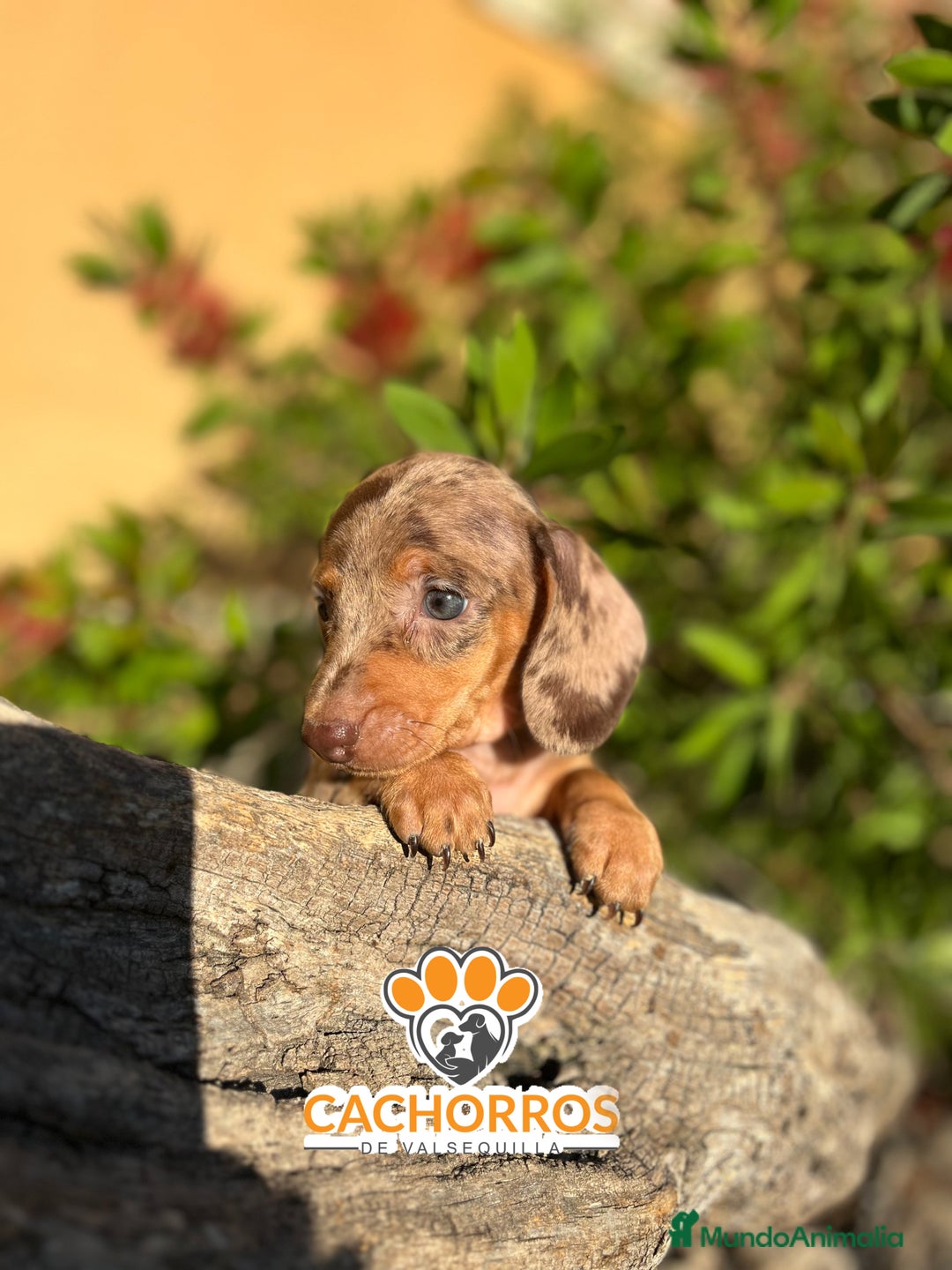 Teckel perros en venta: Teckel Arlequin chocolate - Imagen 1