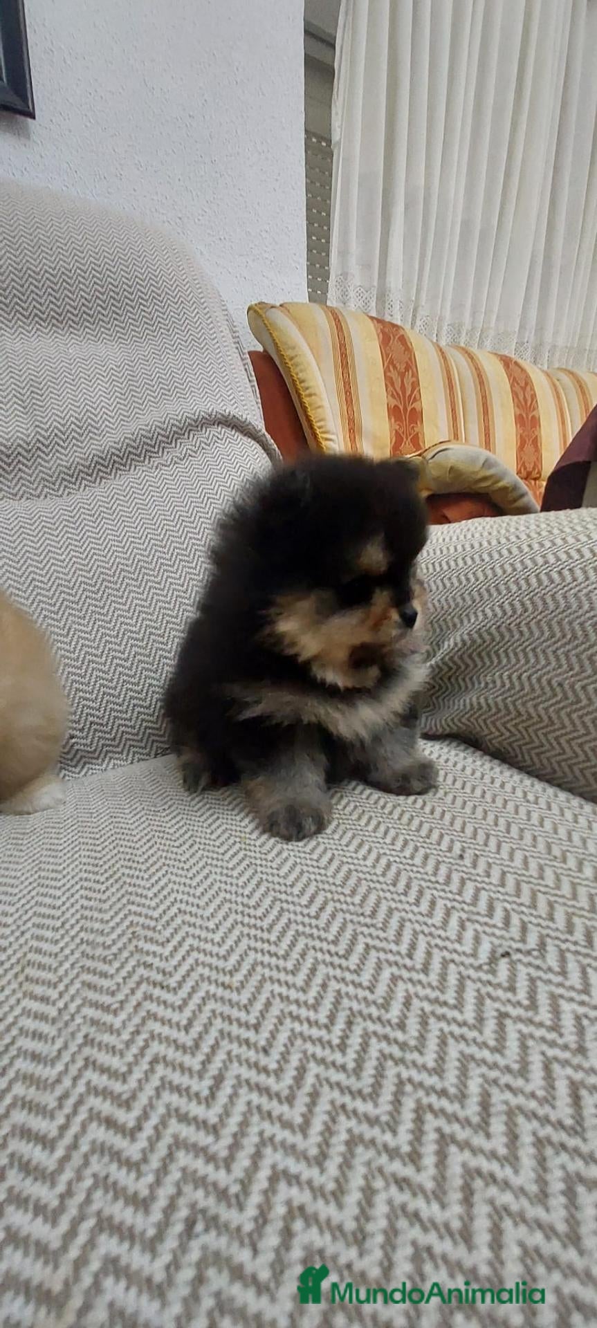 Pomerania perros pomerania  - Anuncio 1