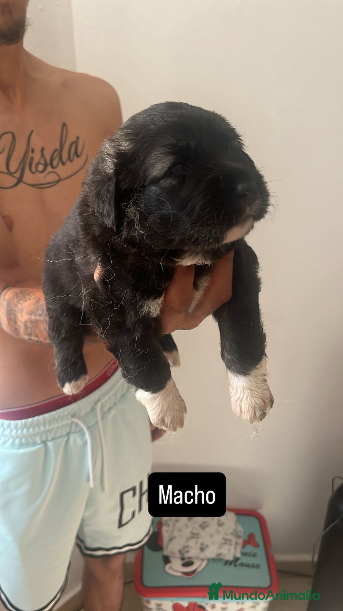Pastor del Cáucaso perros Camada completa Pastor del Cáucaso  - Anuncio 1