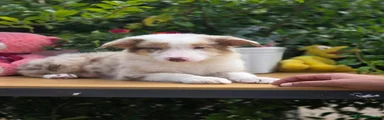Border Collie 4