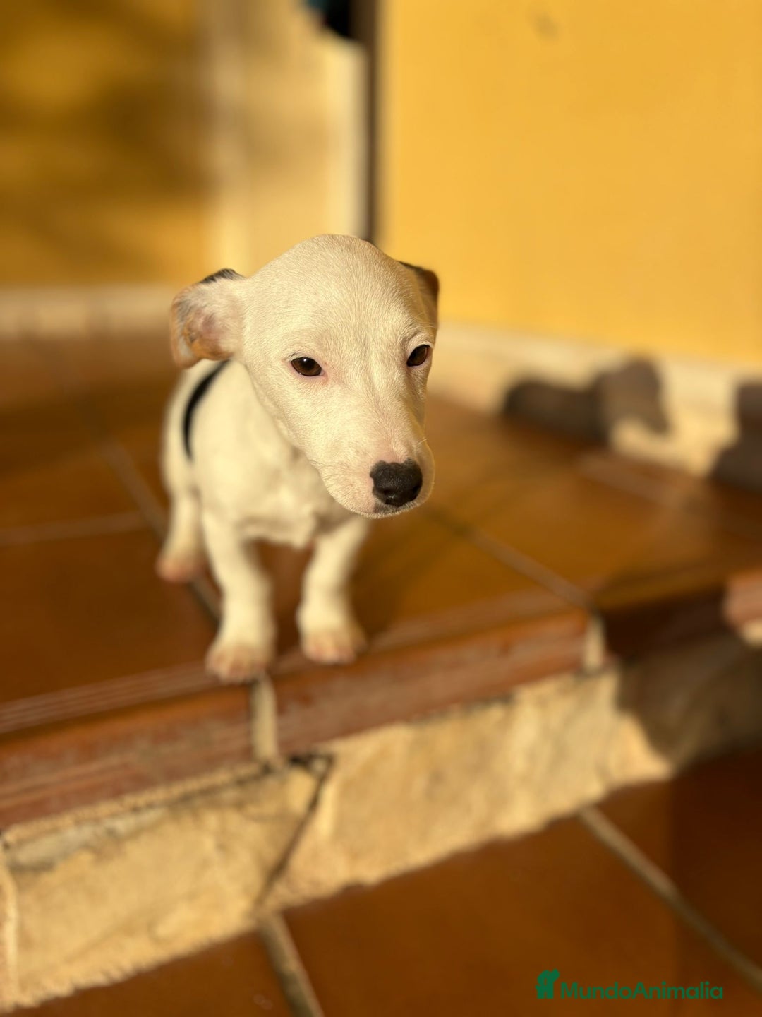 Jack Russell Terrier perros en venta: Cachorros de Jack russell  - Anuncio 20