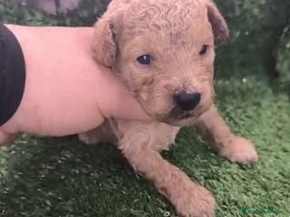 Caniche Toy perros Cachorros Caniche Toy en Granada - Anuncio 32