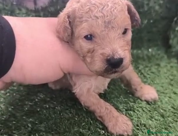 Caniche Toy perros Cachorros Caniche Toy en Granada - Anuncio 2