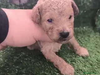 Caniche Toy perros Cachorros Caniche Toy en Granada - Anuncio 5