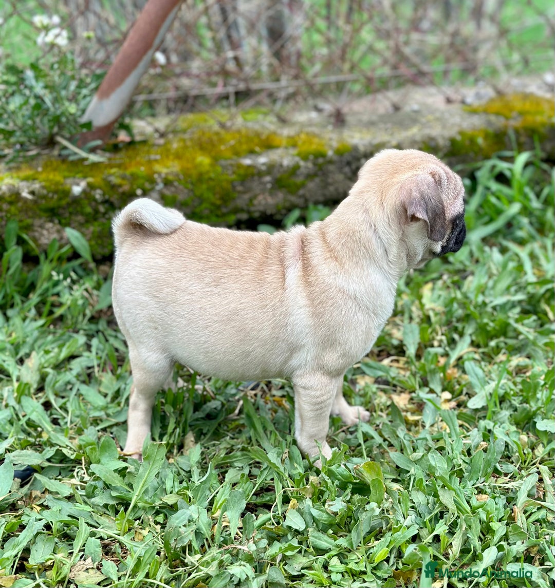 Carlino - Pug perros en venta: CARLINO PUG ARENA MACHO DISPONIBLE en Barcelona - Imagen 6