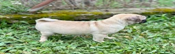 Carlino - Pug perros en venta: CARLINO PUG ARENA MACHO DISPONIBLE en Barcelona - Anuncio 6