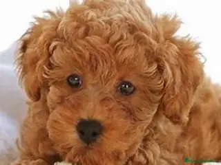 Caniche Toy perros CANICHE TOY - Anuncio 4