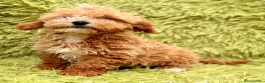 Maltipoo 1