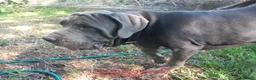 Mastín Napolitano perros en venta: Cachorrito precioso - Anuncio 2
