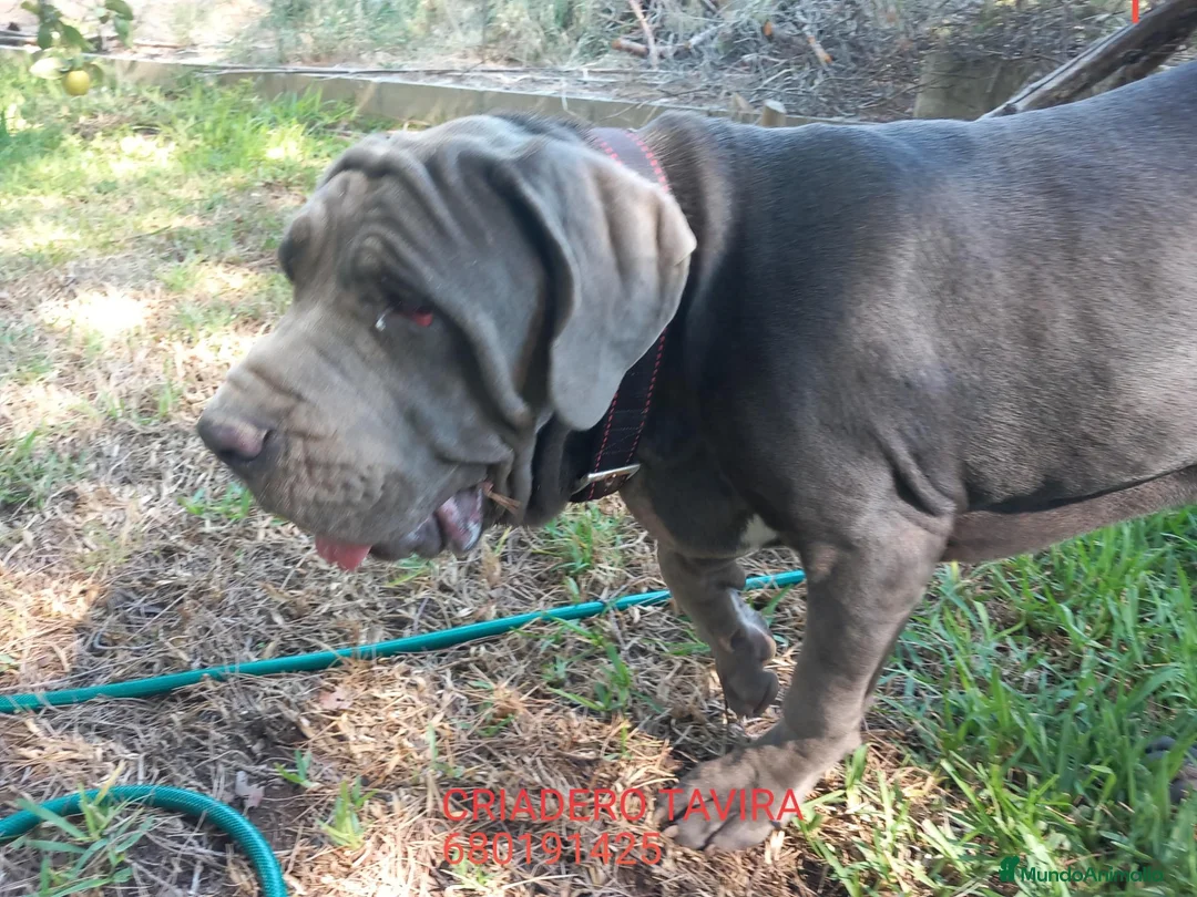 Mastín Napolitano perros en venta: Cachorrito precioso - Anuncio 2