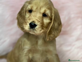 Cocker Spaniel Inglés perros en Barcelona - Anuncio 5