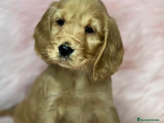 Cocker Spaniel Inglés perros Cocker ingles dorada en Barcelona - Anuncio 17