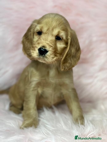 Cocker Spaniel Inglés perros en Barcelona - Anuncio 10