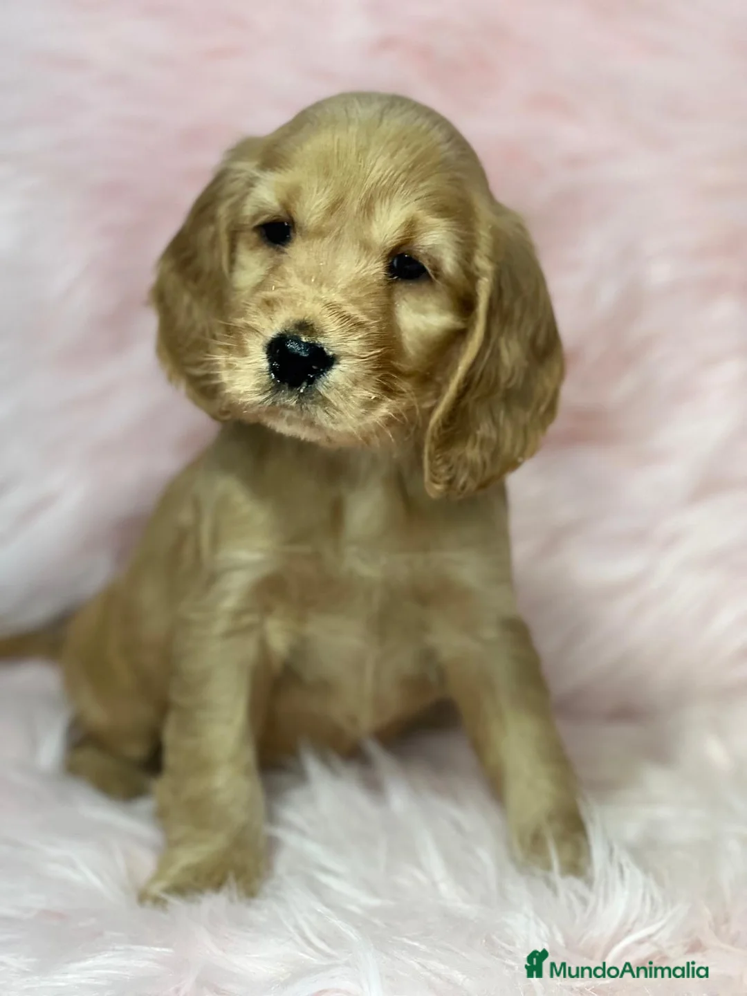 Cocker Spaniel Inglés perros en venta: Cocker ingles dorada en Barcelona - Anuncio 1