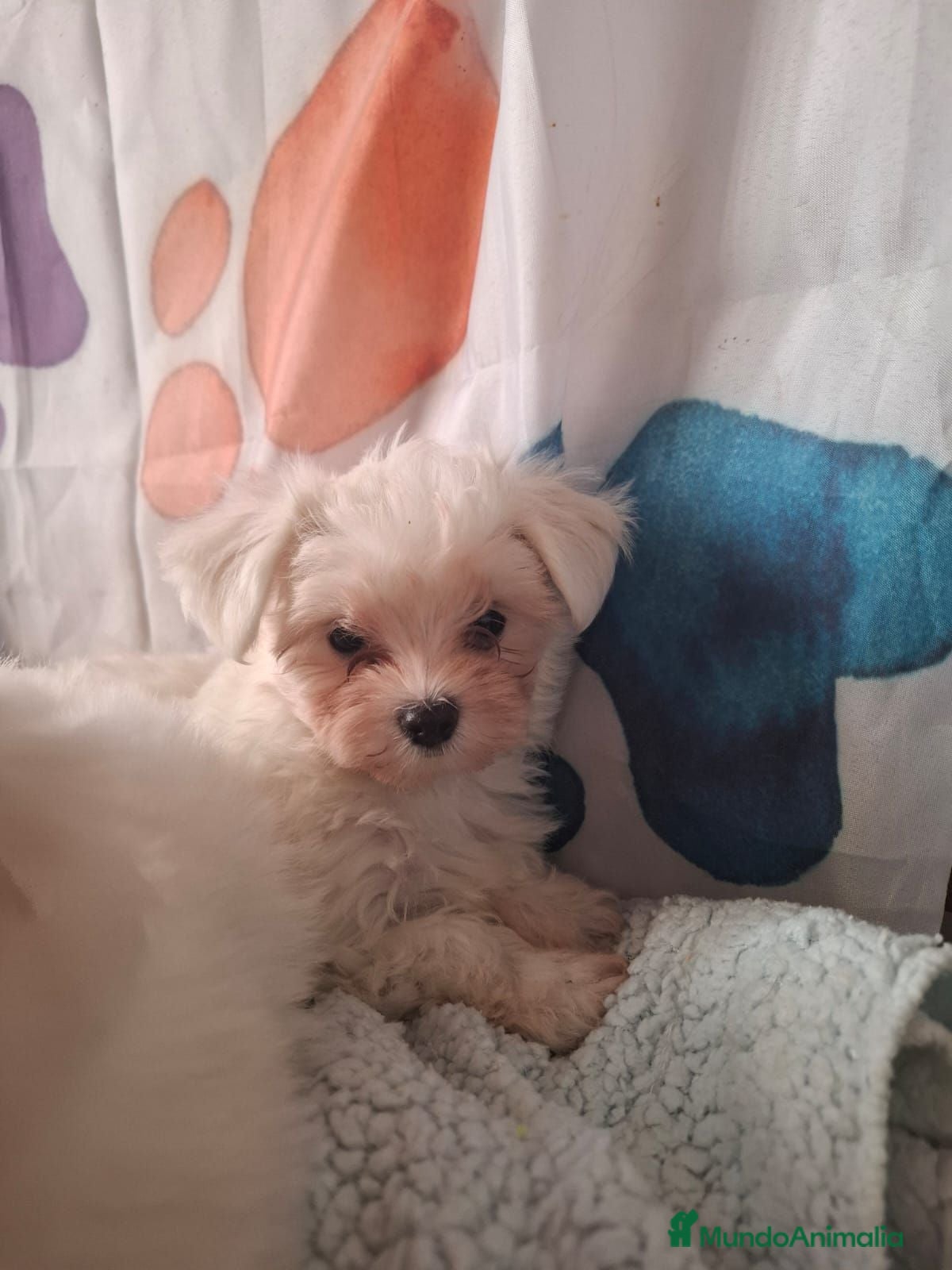 Bichón Maltés perros Bichón maltes - Anuncio 1