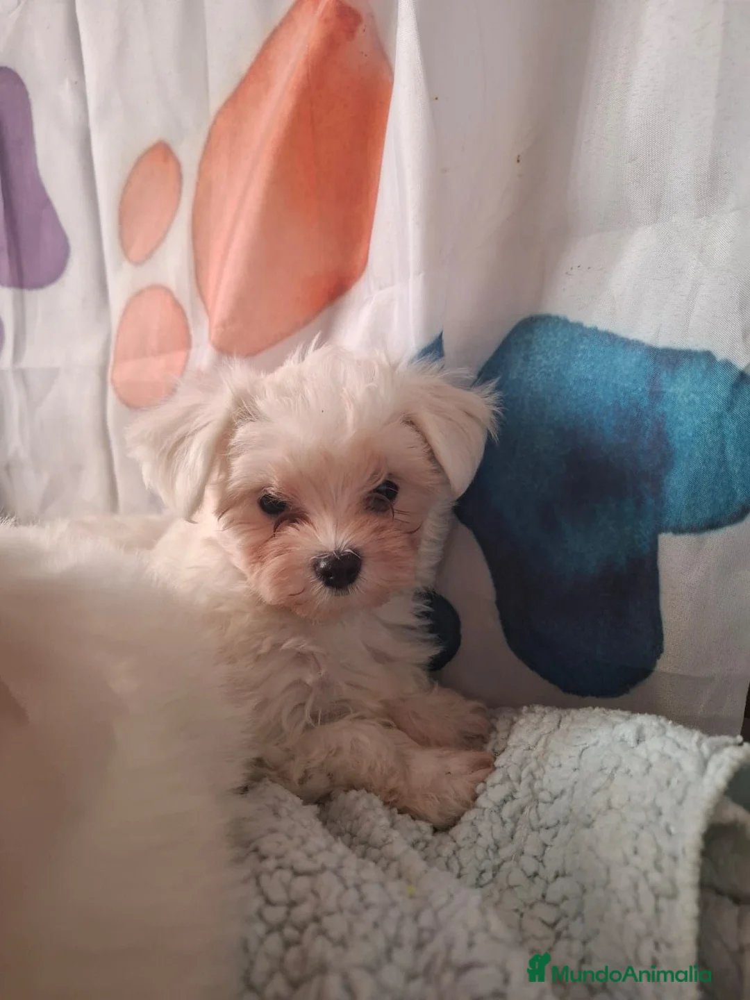 Bichón Maltés perros en venta: Bichón maltes - Anuncio 1