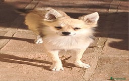 Pomerania perros en venta: Pomeranian  - Imagen 1
