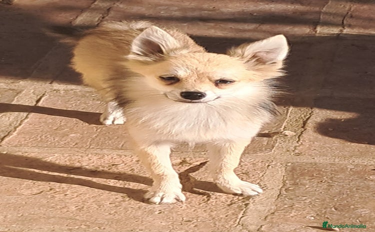 Pomerania perros - Anuncio 4