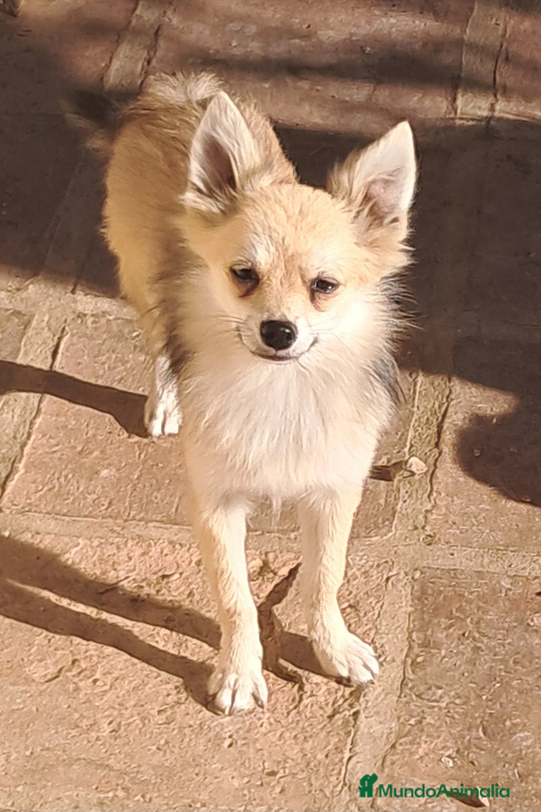 Pomerania perros en venta: Pomeranian  - Imagen 1