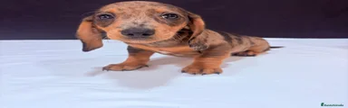 Teckel Miniatura Cachorro 1