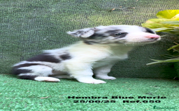 Border Collie perros en venta: BORDER COLLIE hembras Blue Merle - Imagen 19
