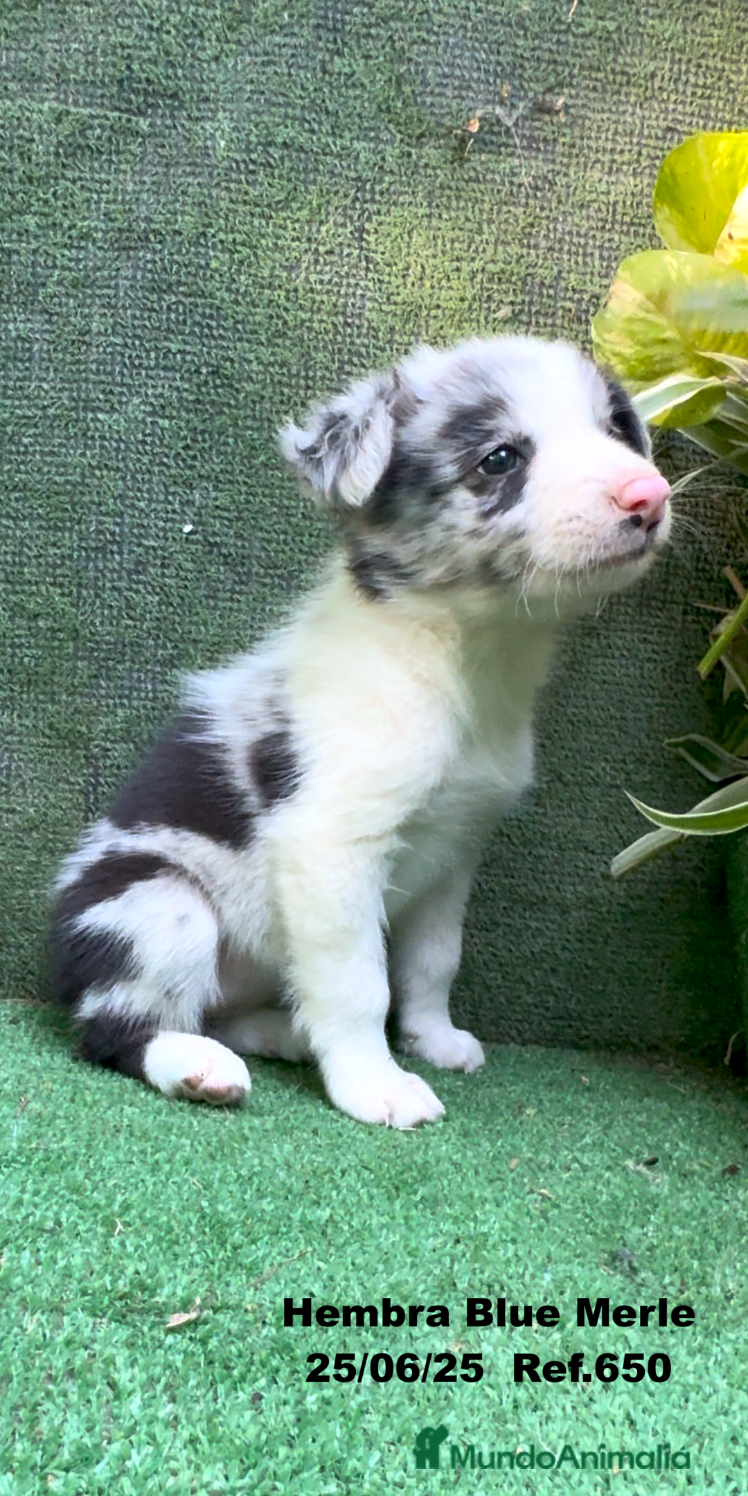 Border Collie perros en venta: BORDER COLLIE hembras Blue Merle - Imagen 19