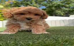 Caniche Toy perros en venta: CANICHE TOY MACHO - Imagen 22