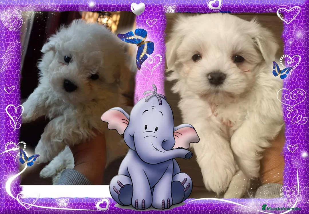 Bichón Maltés perros en venta: Bichon maltes cria familiar en Alicante - Anuncio 2
