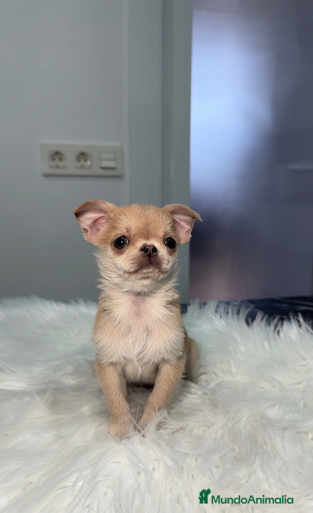 Chihuahua perros en venta: Chihuahua  - Anuncio 1