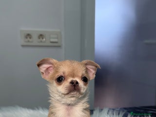 Chihuahua perros Chihuahua - Anuncio 1