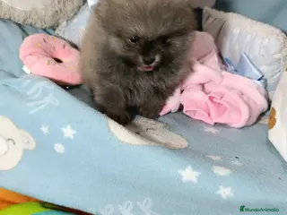 Pomerania perros ‼️‼️POMERANIAS AMERICANOS TAMAÑO TOY - Anuncio 1