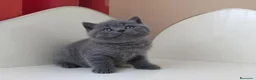 Británico de Pelo Corto Azul gatos en venta: CRIADERO DE BRITISH EN CATALUÑA  - Anuncio 3