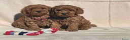 Caniche Toy perros en venta: Caniche toy - Anuncio 2