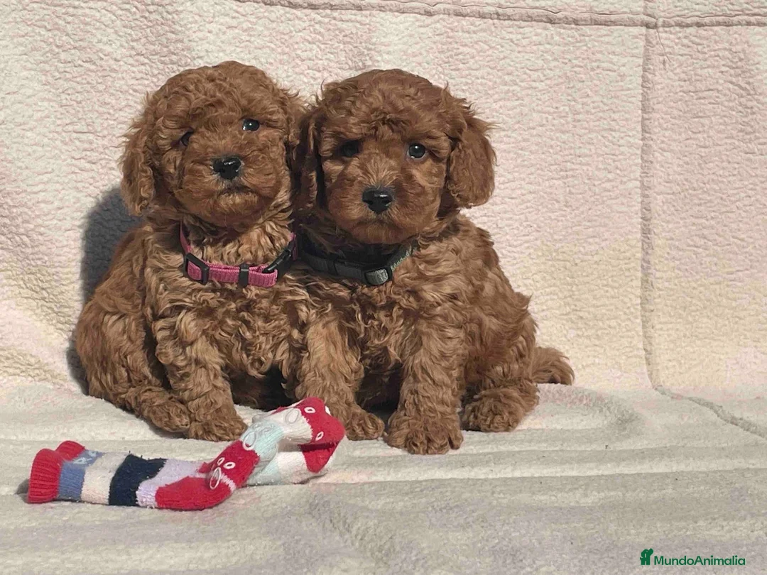 Caniche Toy perros en venta: Caniche toy - Anuncio 2