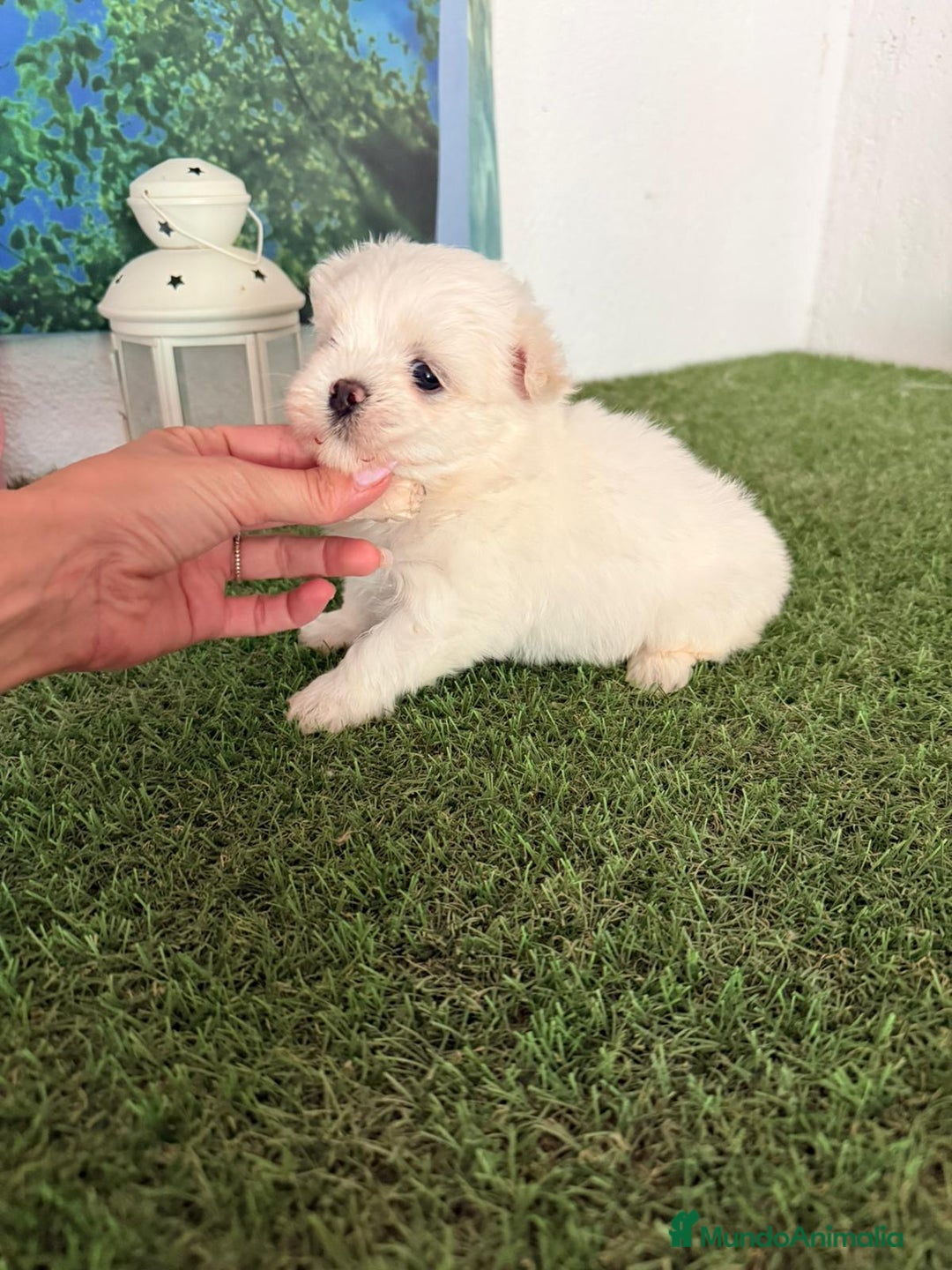 Bichón Maltés perros en venta: Bichón toy - Imagen 2