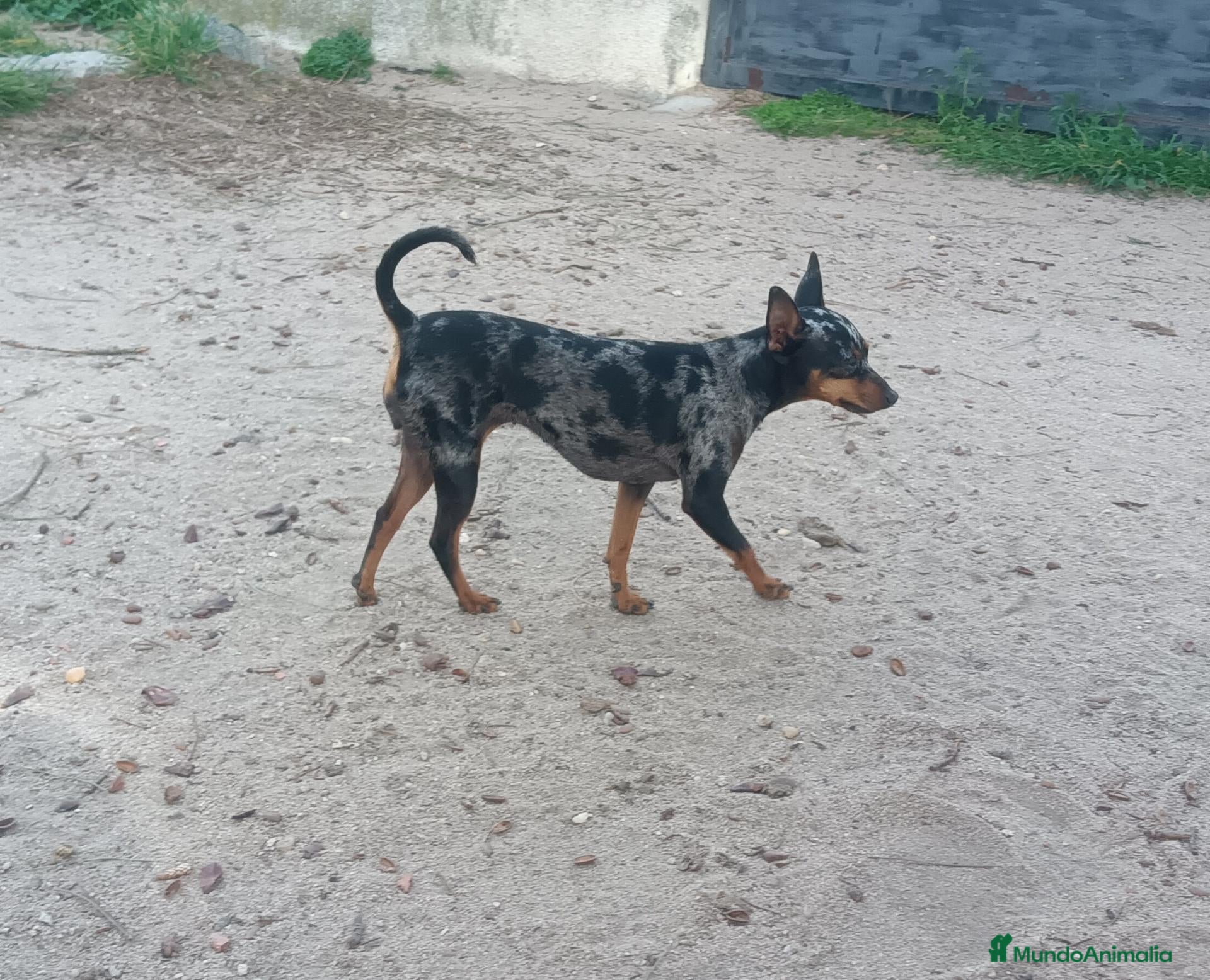 Pinscher Miniatura perros Cachorros Pincher Miniatura Merles  - Anuncio 2