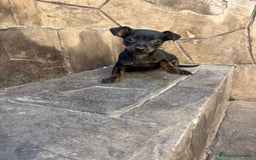 Pinscher Miniatura perros en venta: Pinscher miniatura  - Anuncio 5