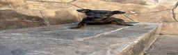 Pinscher Miniatura perros en venta: Pinscher miniatura  - Anuncio 5