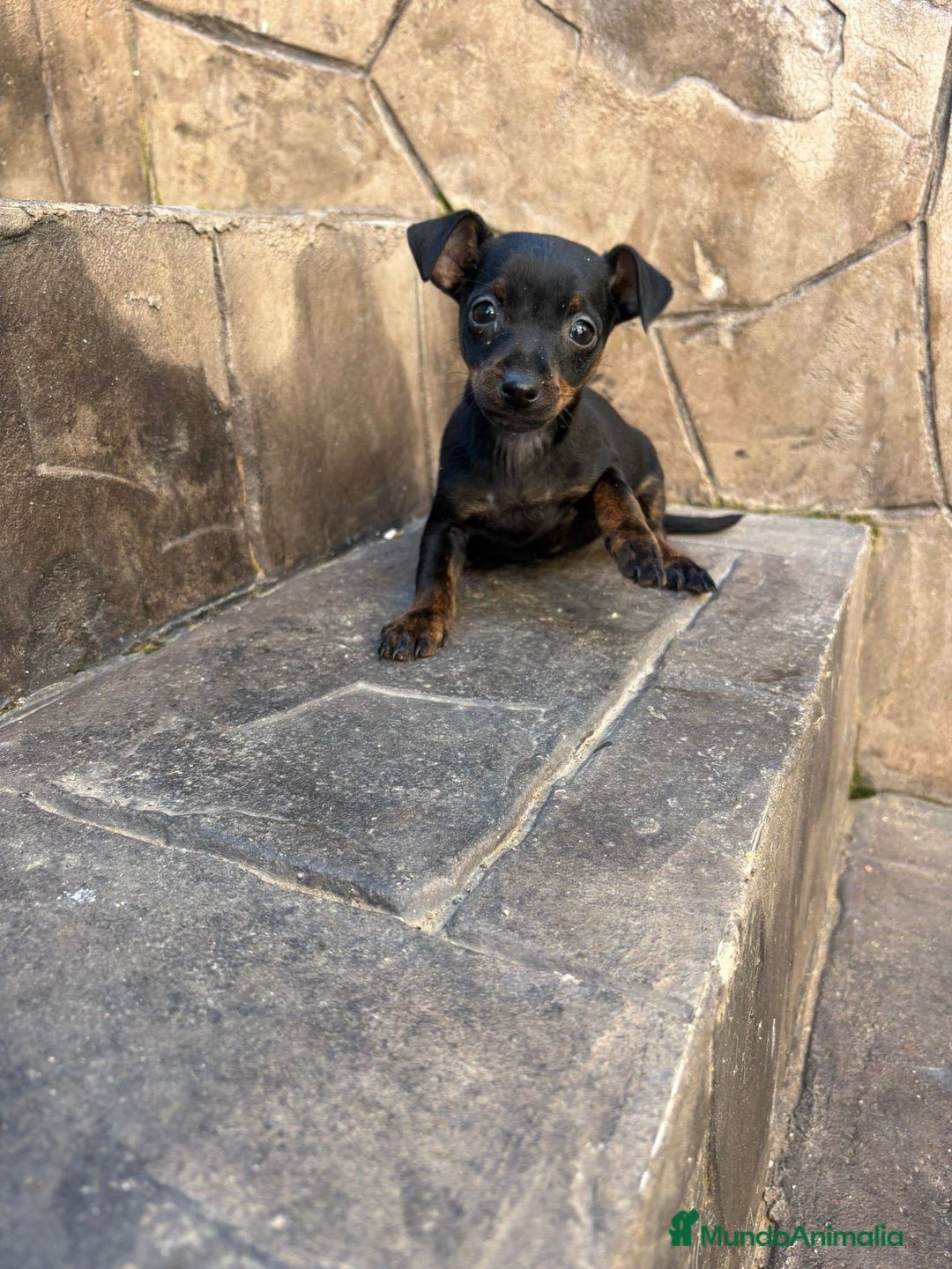 Pinscher Miniatura perros en venta: Pinscher miniatura  - Anuncio 5