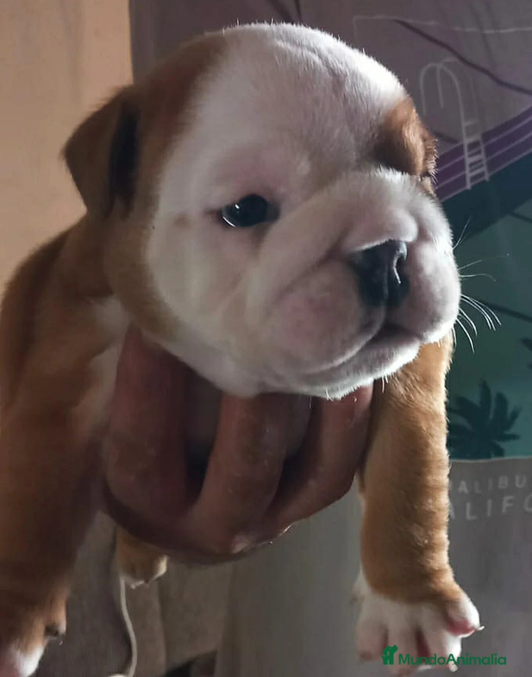 Bulldog Inglés perros en venta: Camada de Bulldog Inglés en Madrid - Anuncio 4