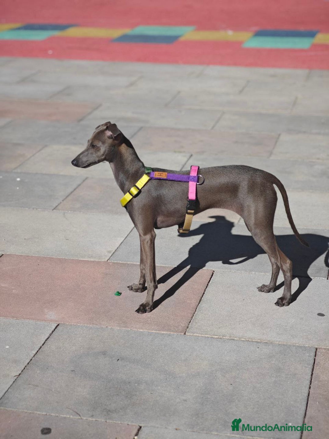 Pequeño Lebrel Italiano perros en venta: Cachorro de galgo italiano, 7 meses, hembra - Anuncio 2