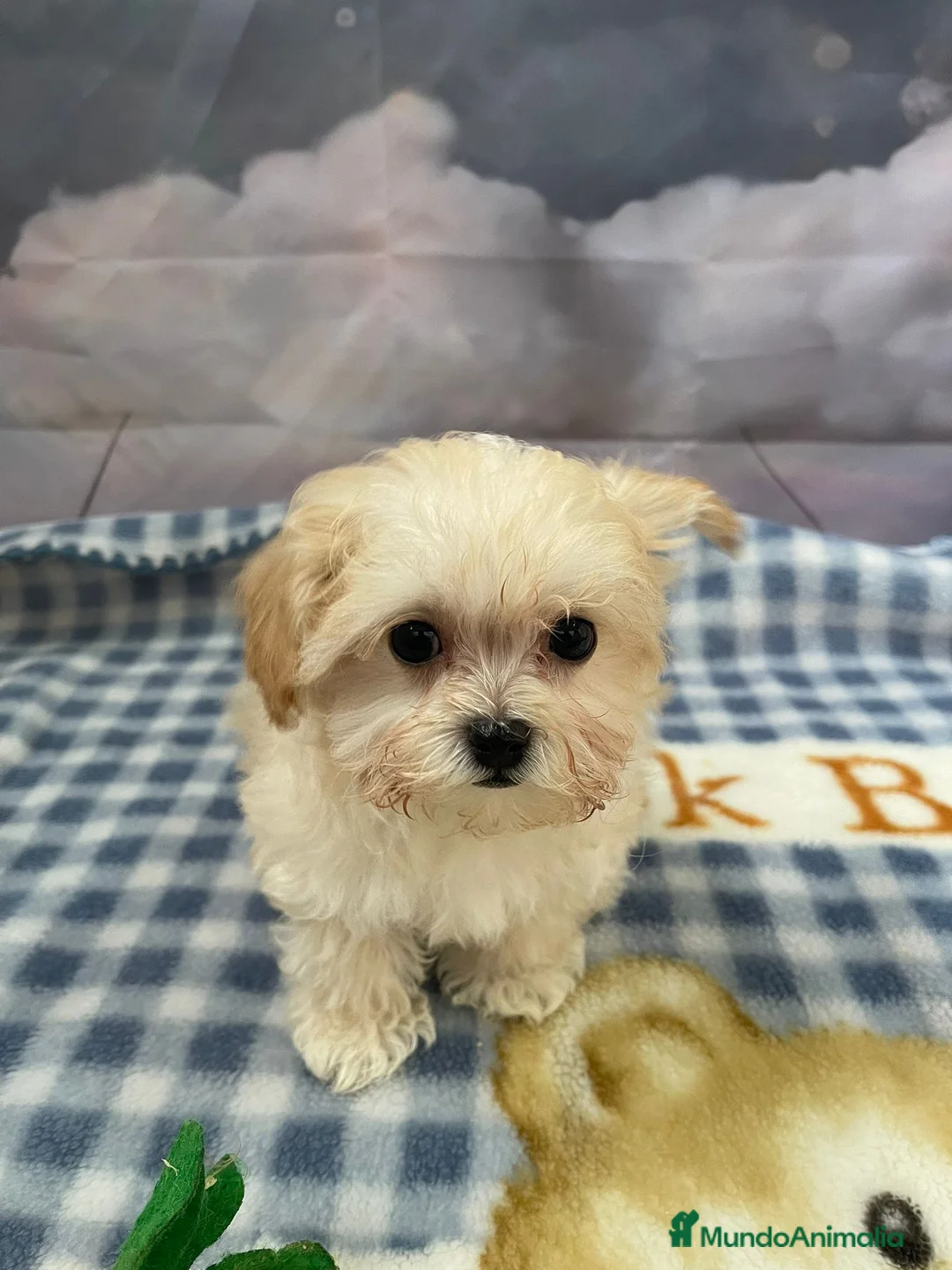 Maltipoo perros en venta: Maltipoo  - Anuncio 4