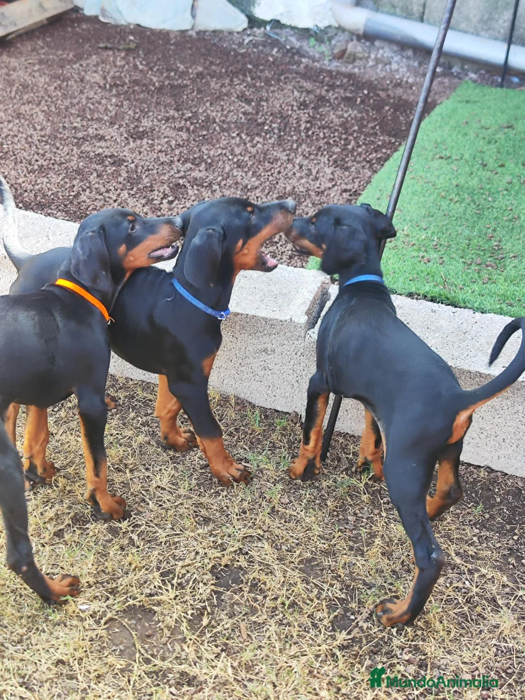 Dobermann perros en venta: Cachorros doberman en Tenerife  en Santa Cruz de Tenerife - Anuncio 2