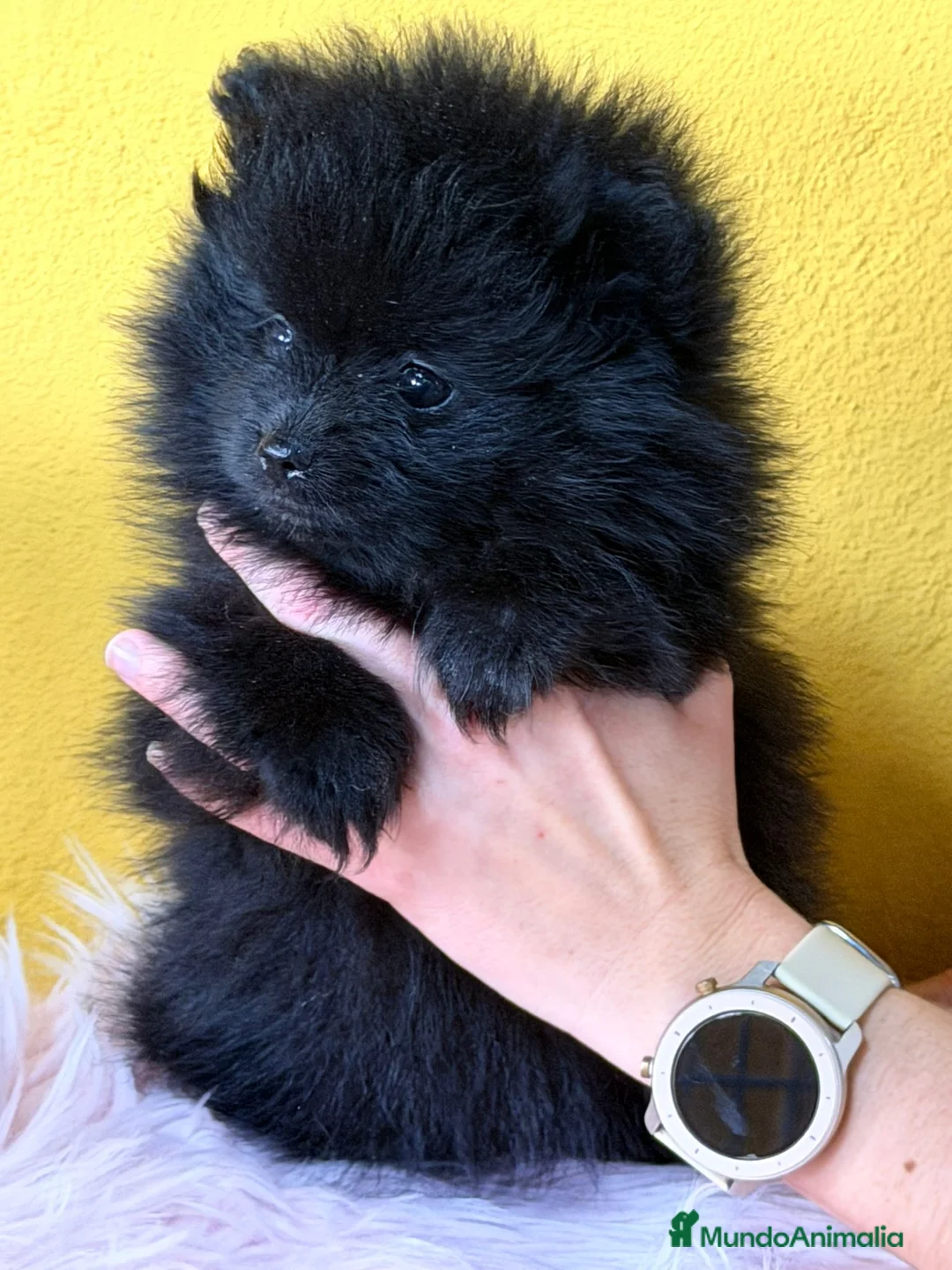 Pomerania perros en venta: Pomerania  - Anuncio 7