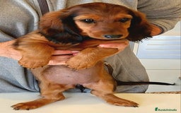 Teckel perros en venta: Teckel de pelo fino - Imagen 3