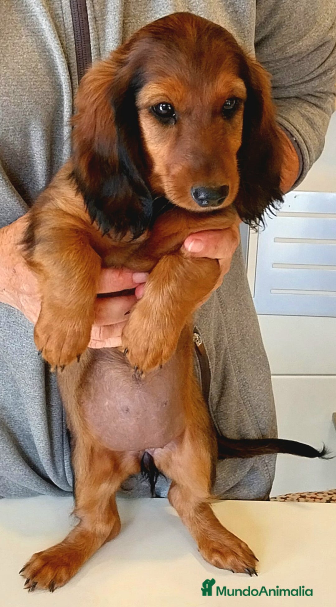 Teckel perros en venta: Teckel de pelo fino - Imagen 3
