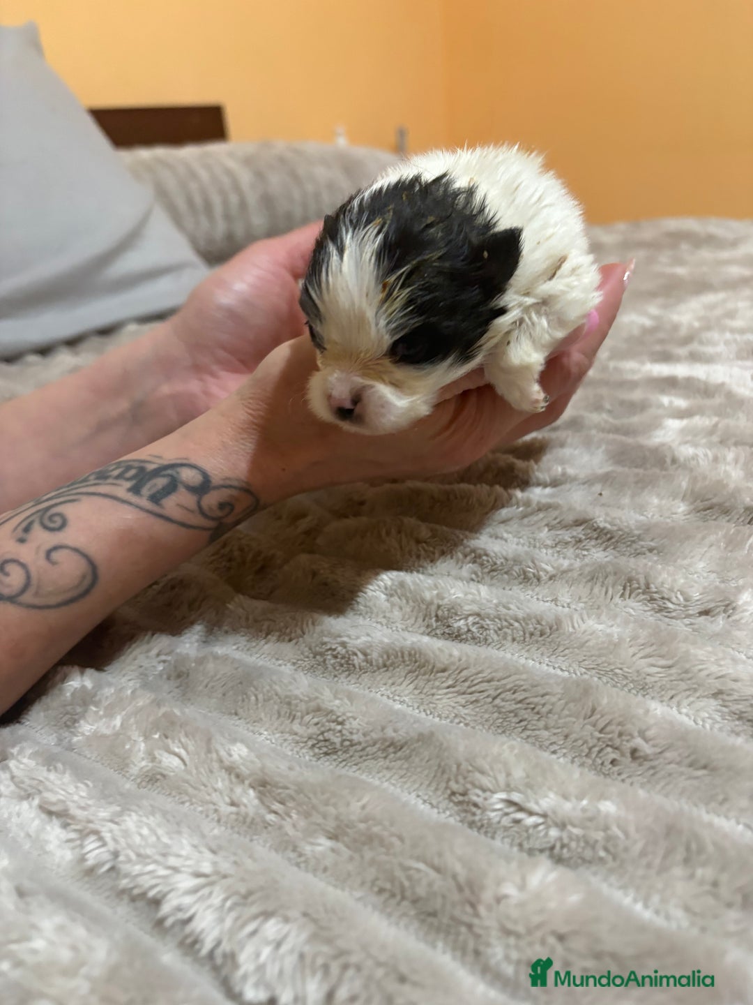 Pomerania perros en venta: Lulu Pomerania macho party  - Anuncio 10