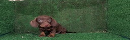 Teckel Miniatura perros en venta: Teckel miniatura  - Anuncio 3